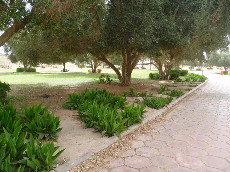 حديقة الزيتون 
